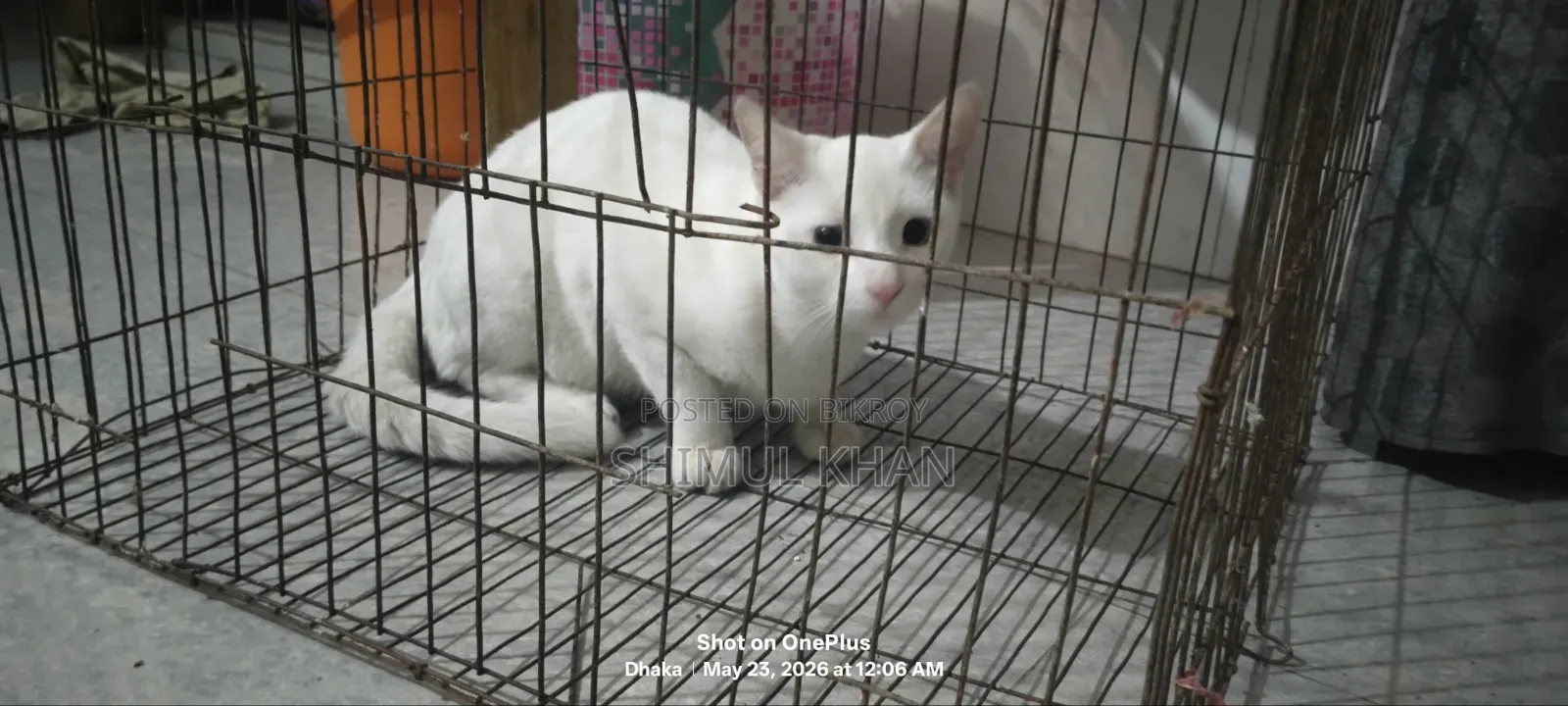 6-12 Months Male Mixed Breed Persian