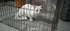 6-12 months Male Mixed Breed Persian