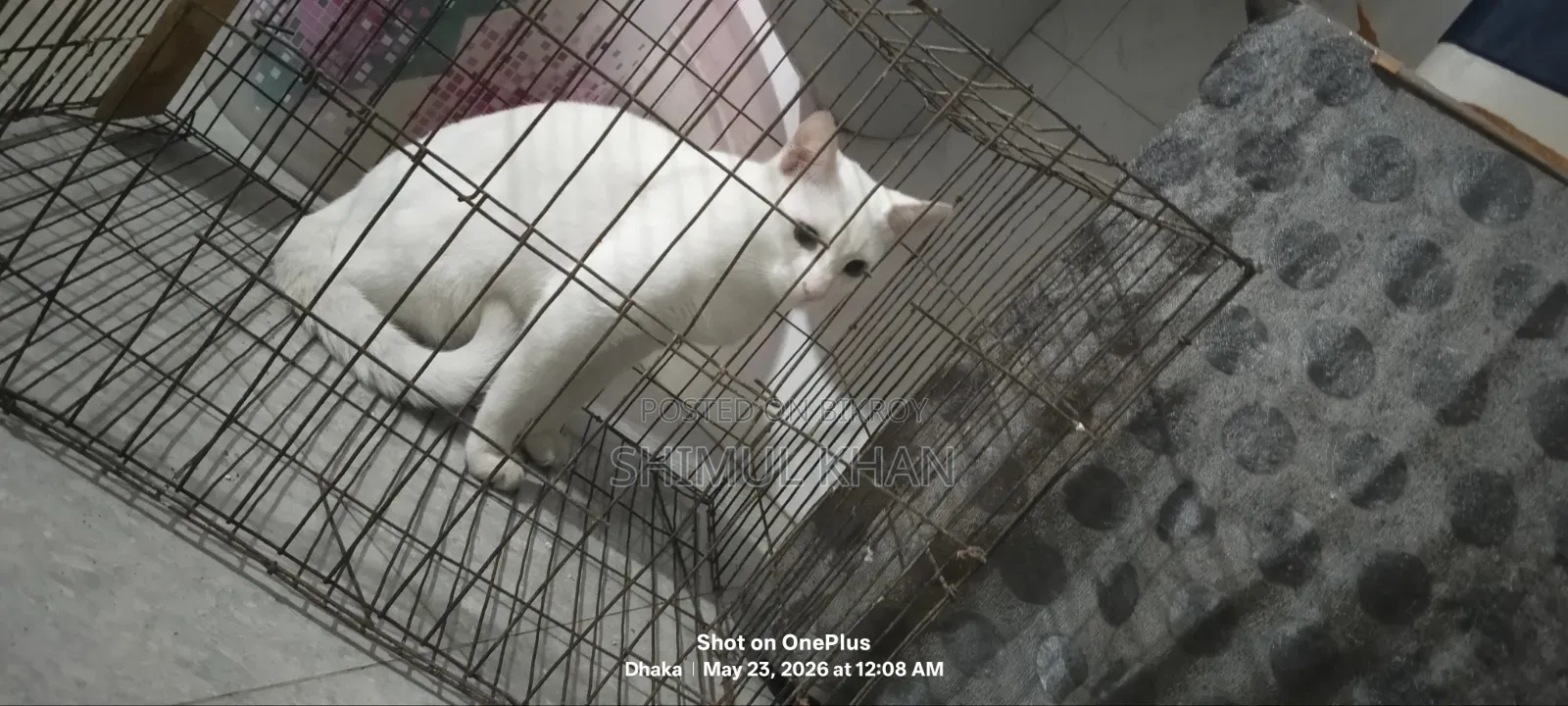 6-12 Months Male Mixed Breed Persian
