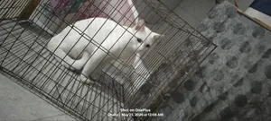 6-12 Months Male Mixed Breed Persian