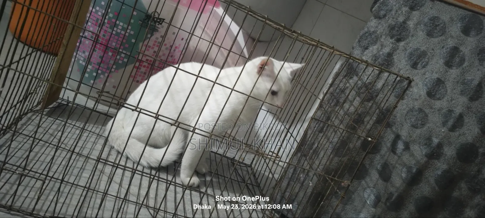 6-12 Months Male Mixed Breed Persian
