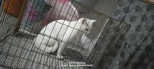 6-12 Months Male Mixed Breed Persian