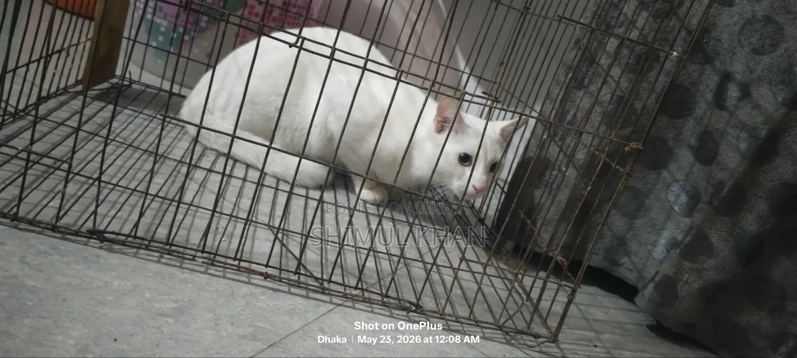 6-12 Months Male Mixed Breed Persian