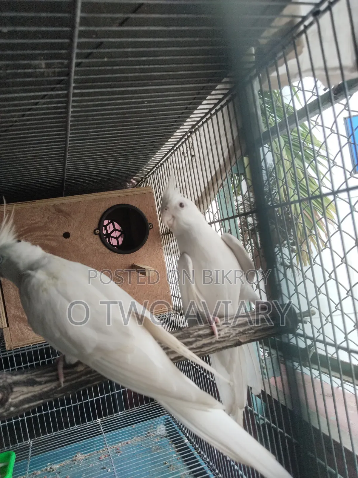 Albino Cockatiel New Adult Pair