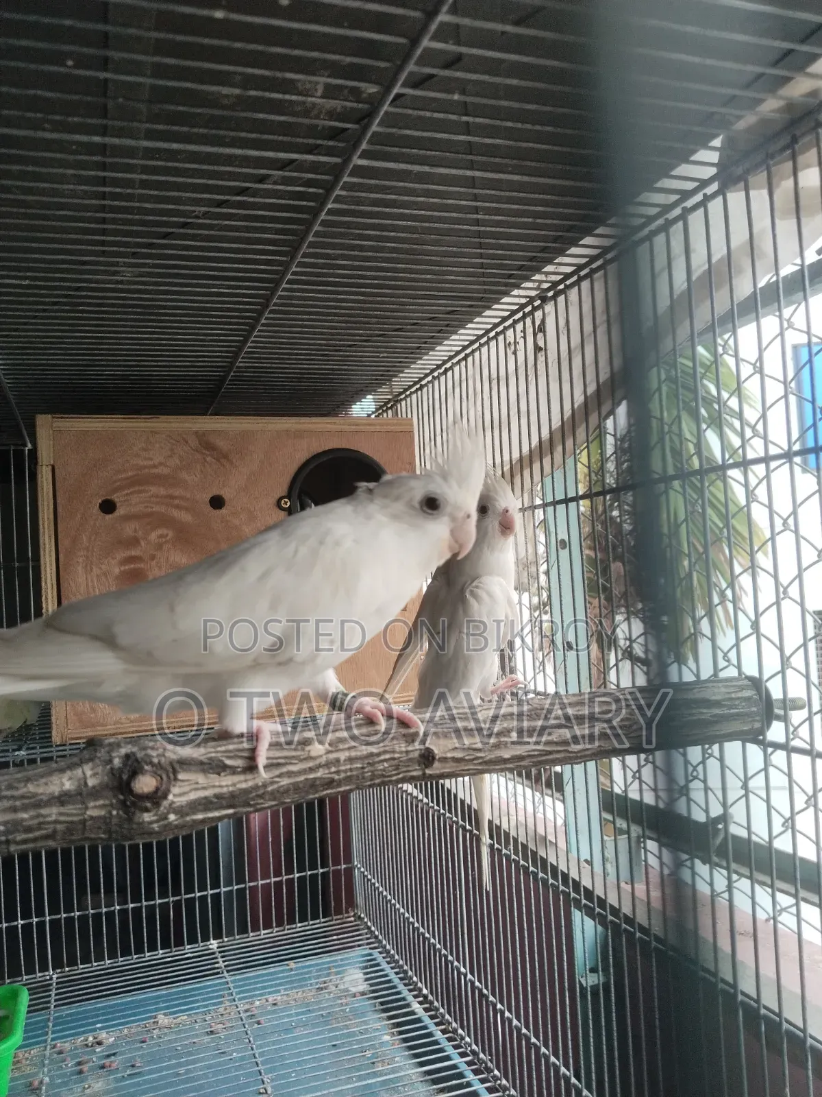 Albino Cockatiel New Adult Pair