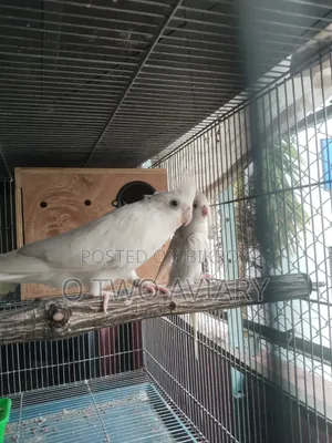 Albino Cockatiel New Adult Pair