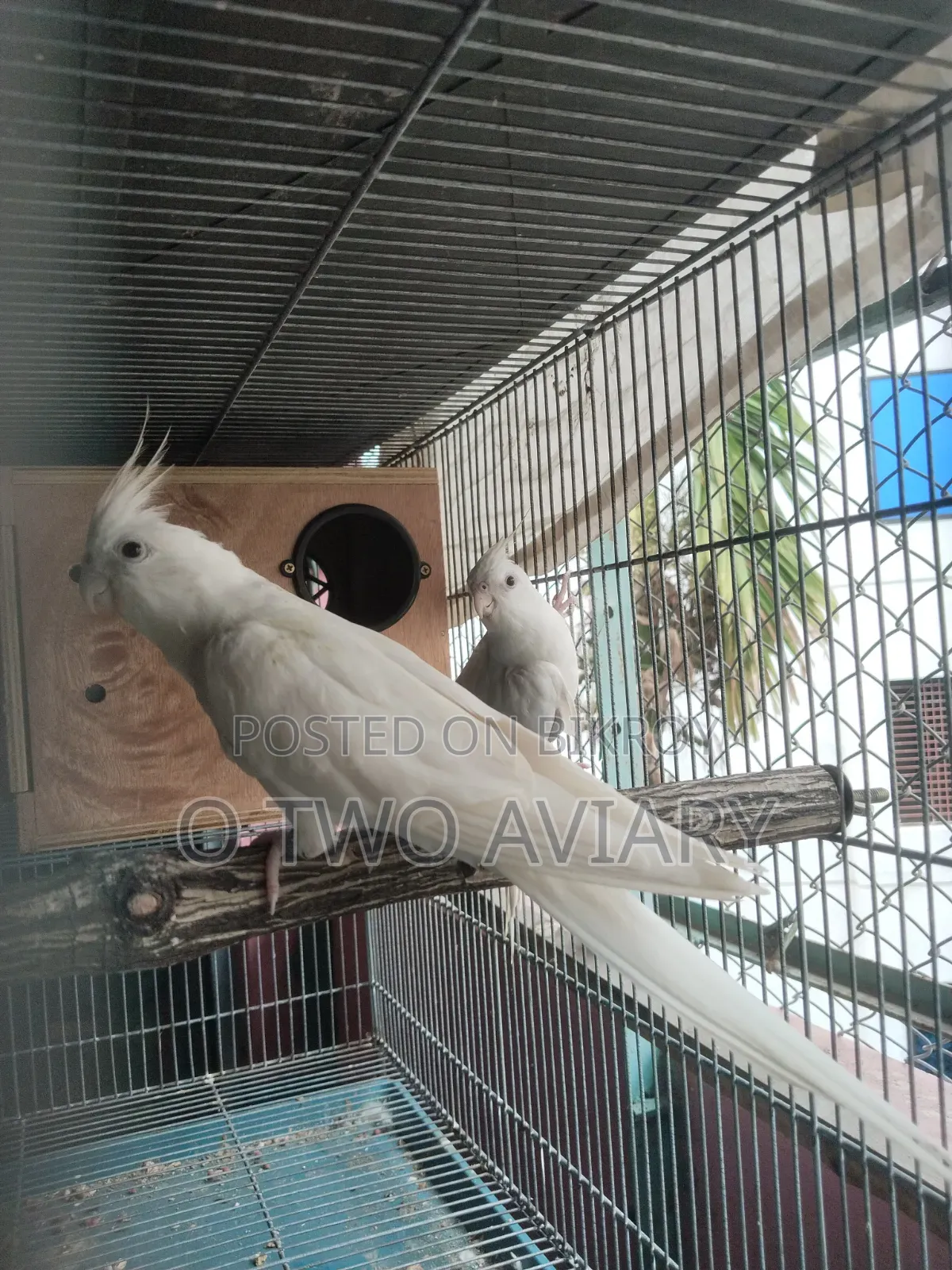 Albino Cockatiel New Adult Pair