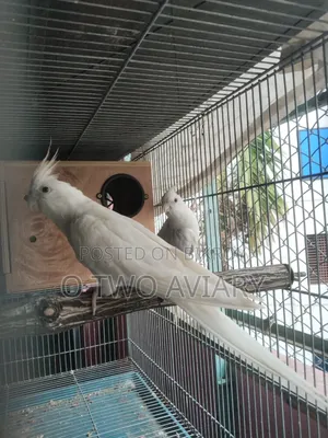 Albino Cockatiel New Adult Pair
