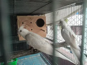 Albino Cockatiel New Adult Pair