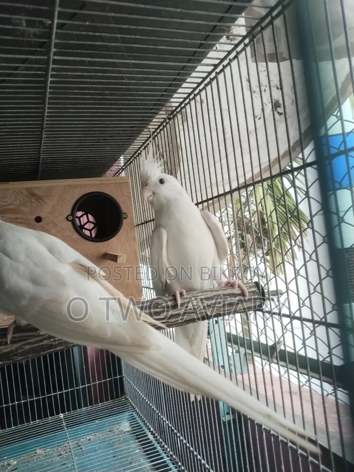 Albino Cockatiel New Adult Pair