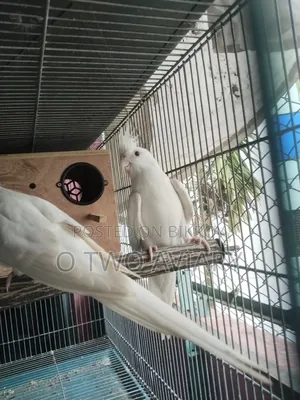Albino Cockatiel New Adult Pair