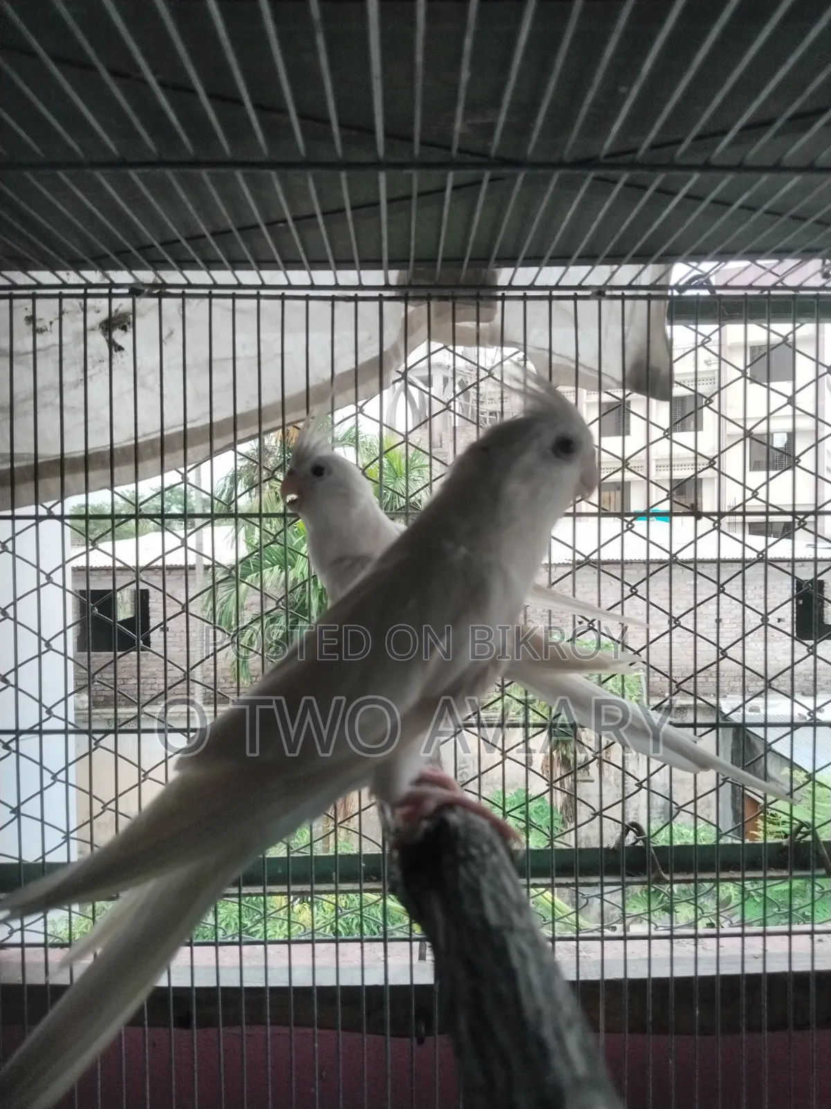 Albino Cockatiel New Adult Pair