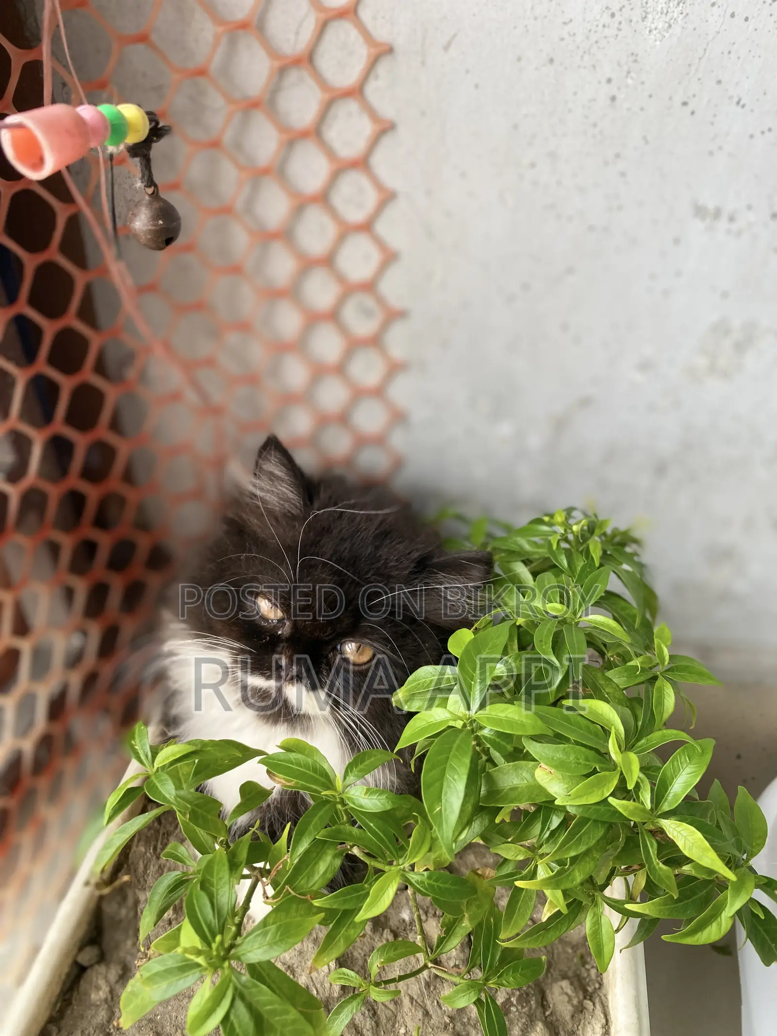 1-3 Months Female Purebred Persian