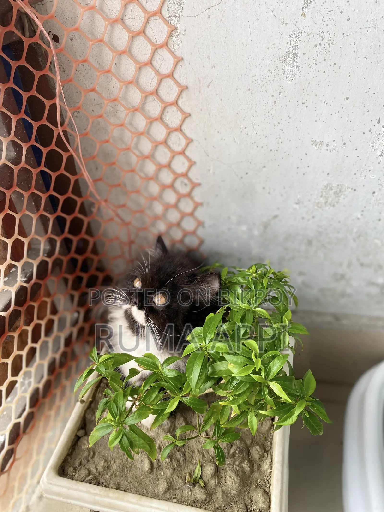 1-3 Months Female Purebred Persian