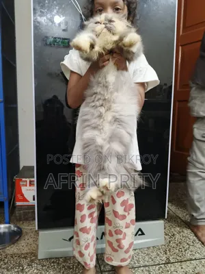 6-12 months Female Purebred Exotic