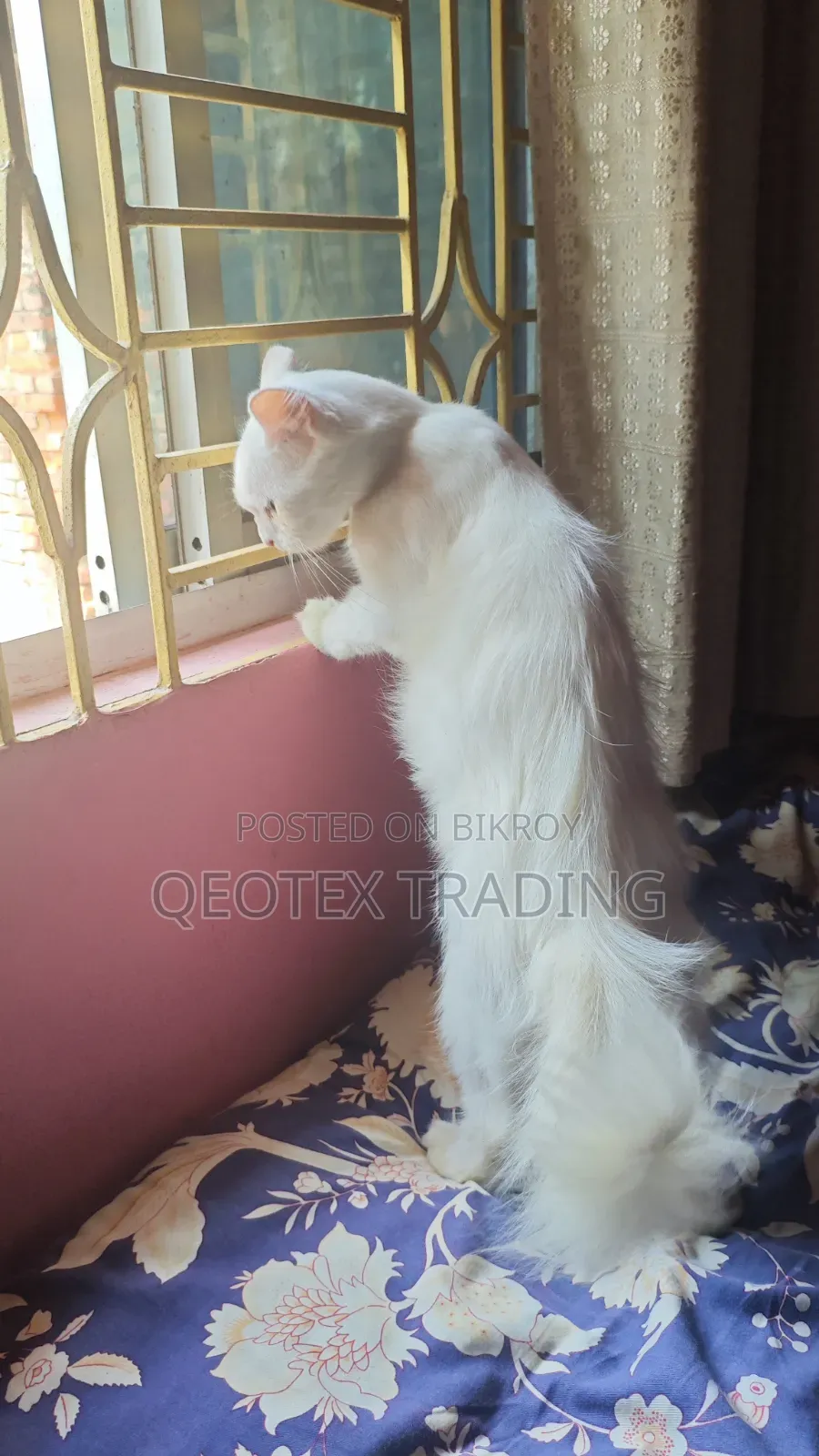 1+ year Female Mixed Breed Persian