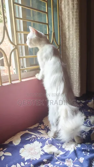 1+ year Female Mixed Breed Persian
