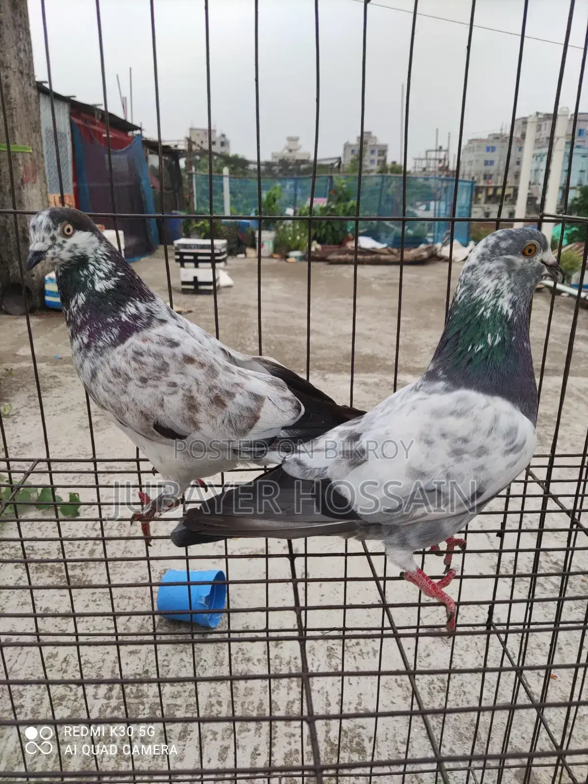 সেরা মানের কবুতর।