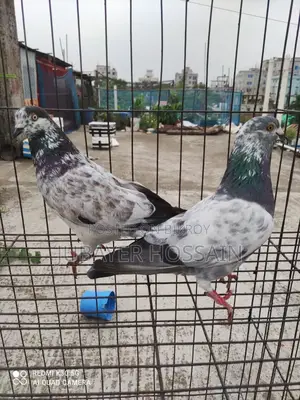 সেরা মানের কবুতর।