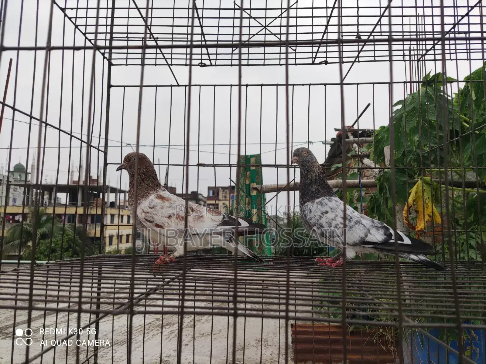 সেরা মানের কবুতর।