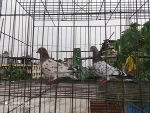 সেরা মানের কবুতর।