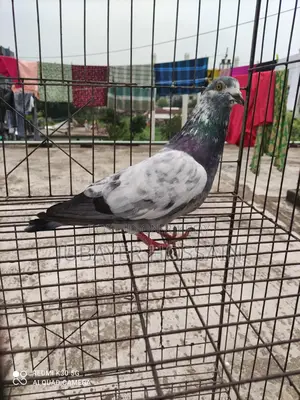 সেরা মানের কবুতর।