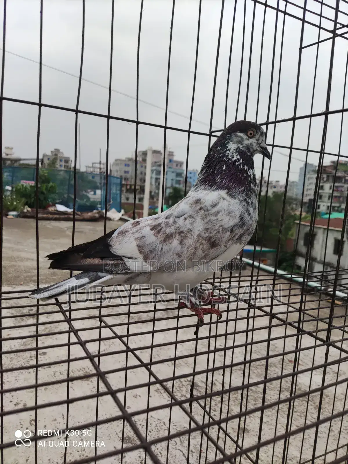 সেরা মানের কবুতর।