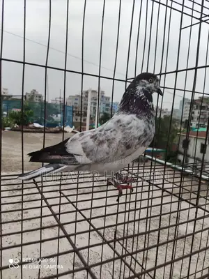সেরা মানের কবুতর।