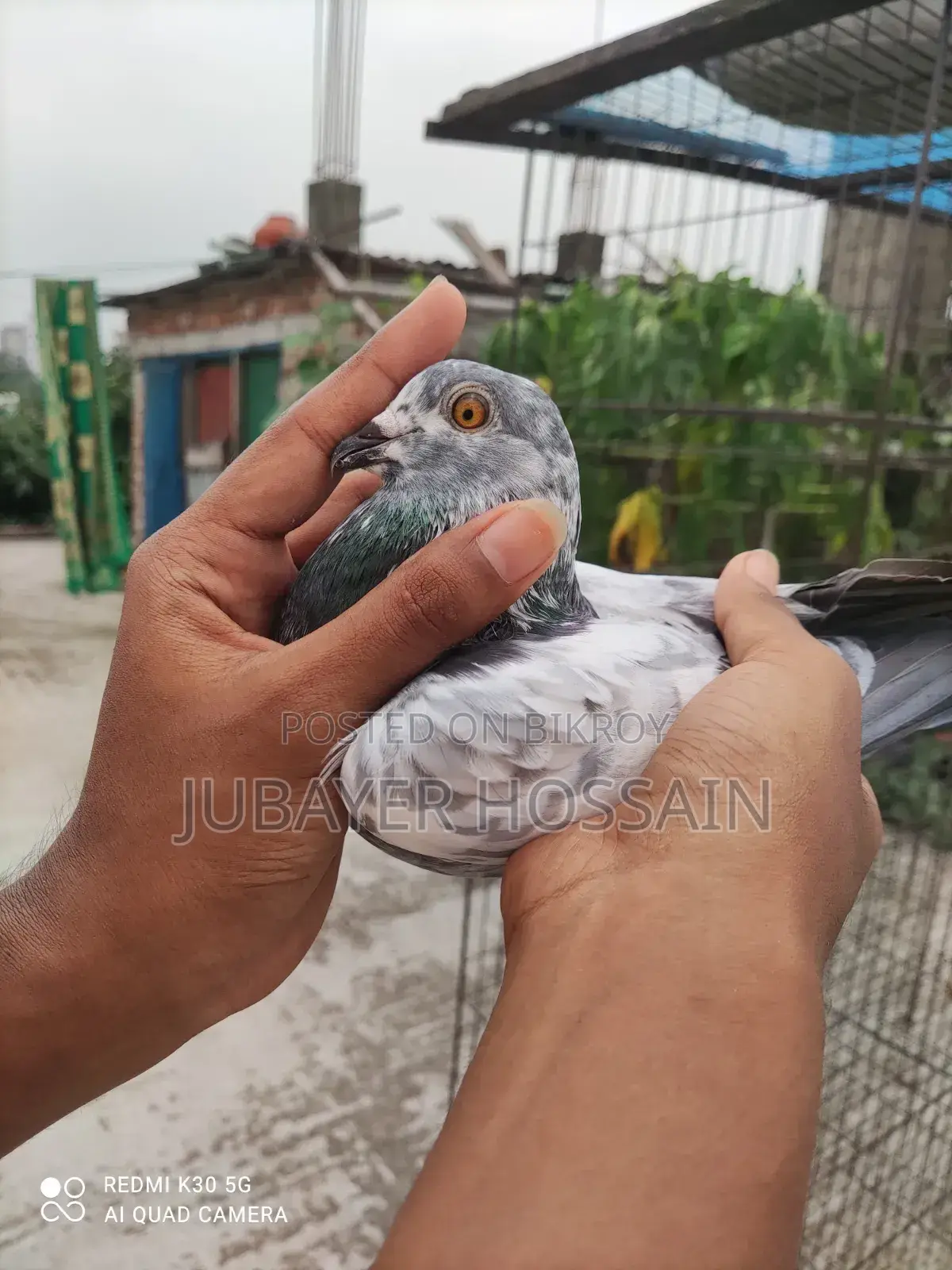 সেরা মানের কবুতর।
