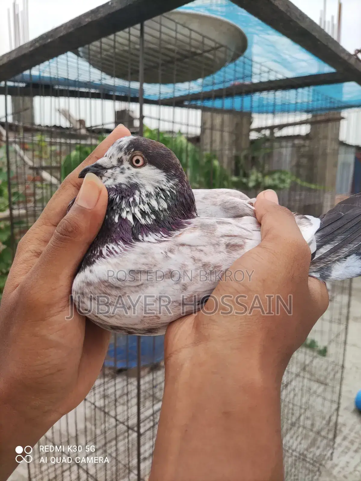 সেরা মানের কবুতর।