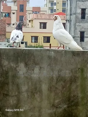 গিরিবাজ কবুতর