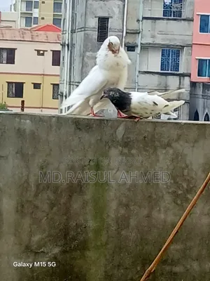 গিরিবাজ কবুতর