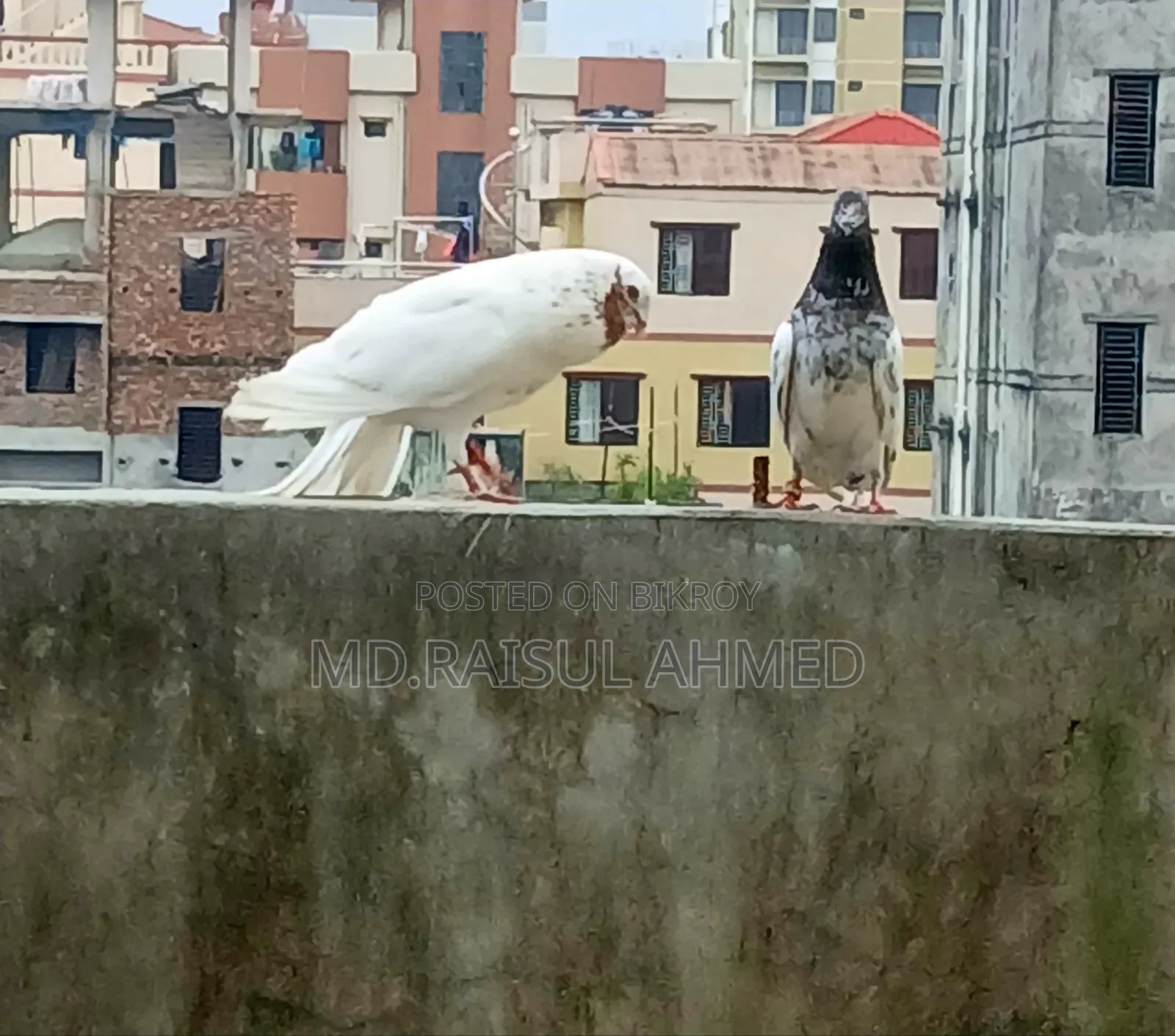 গিরিবাজ কবুতর
