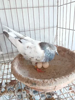 গিরিবাজ কবুতর