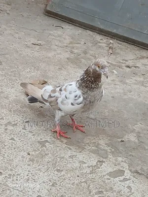খয়রা গলা কবুতর বিক্রয় হবে