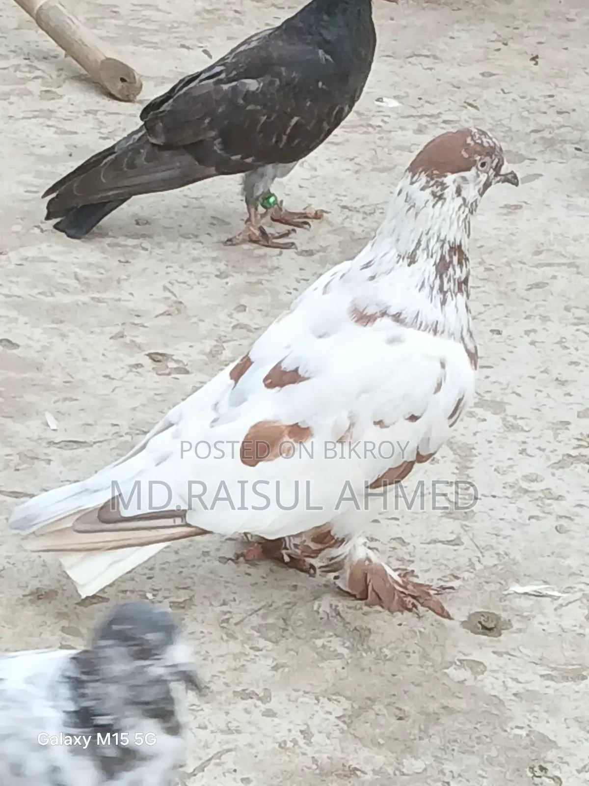 খয়রা গলা কবুতর বিক্রয় হবে
