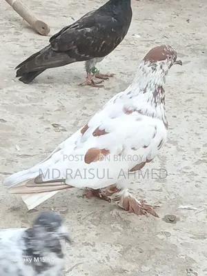 খয়রা গলা কবুতর বিক্রয় হবে