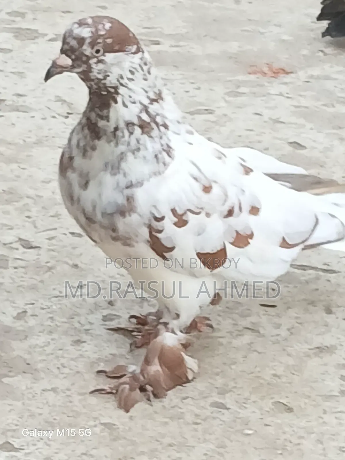 খয়রা গলা কবুতর বিক্রয় হবে
