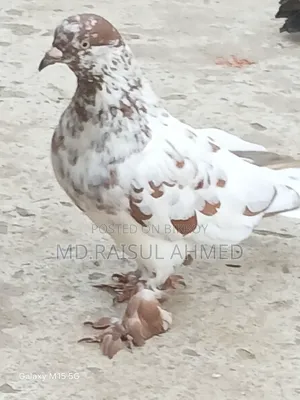 খয়রা গলা কবুতর বিক্রয় হবে
