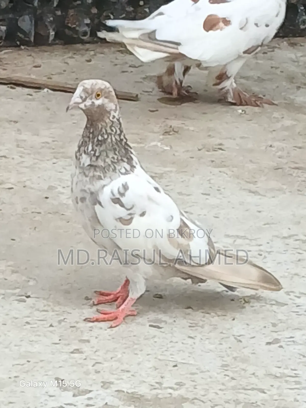 খয়রা গলা কবুতর বিক্রয় হবে