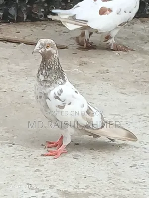 খয়রা গলা কবুতর বিক্রয় হবে