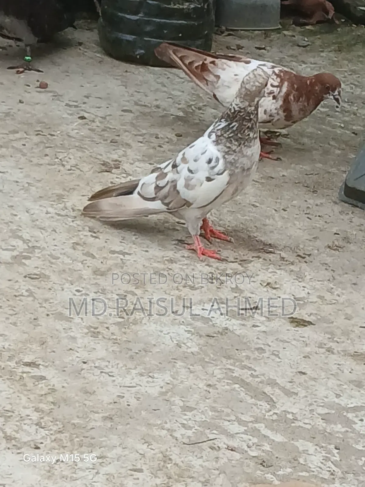 খয়রা গলা কবুতর বিক্রয় হবে