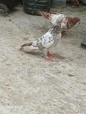 খয়রা গলা কবুতর বিক্রয় হবে