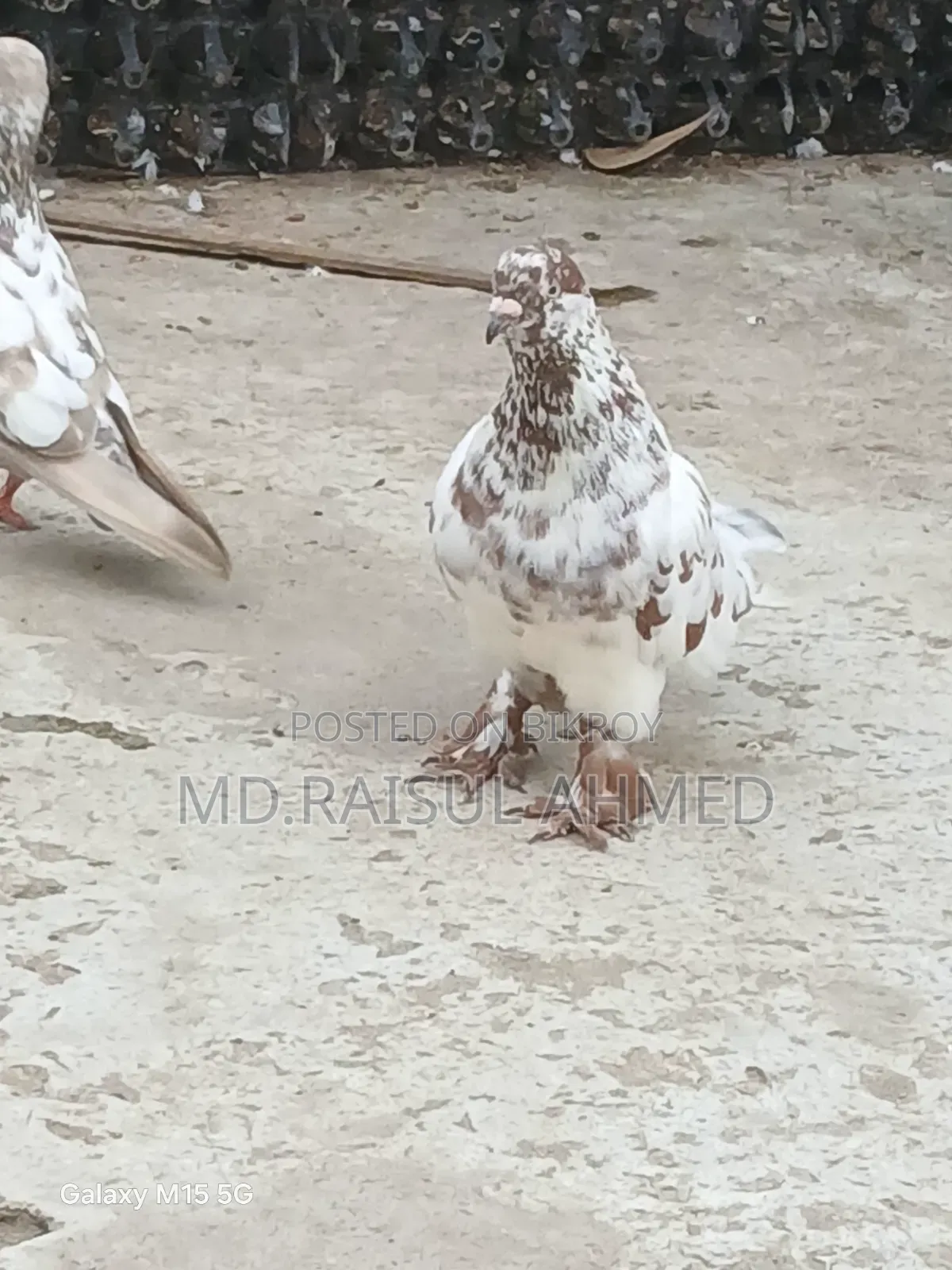 খয়রা গলা কবুতর বিক্রয় হবে