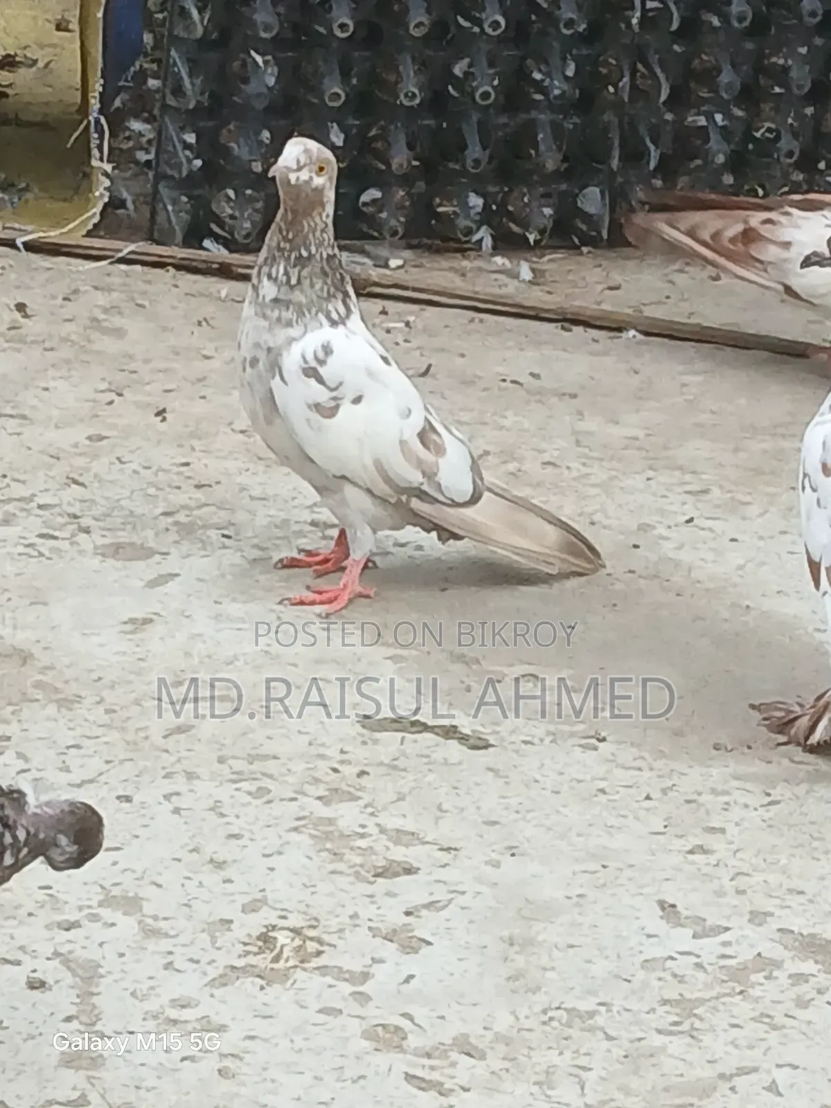 খয়রা গলা কবুতর বিক্রয় হবে