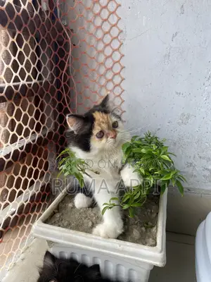 1-3 months Female Purebred Persian Cat