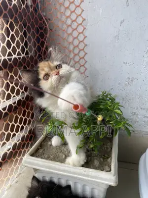 1-3 months Female Purebred Persian Cat