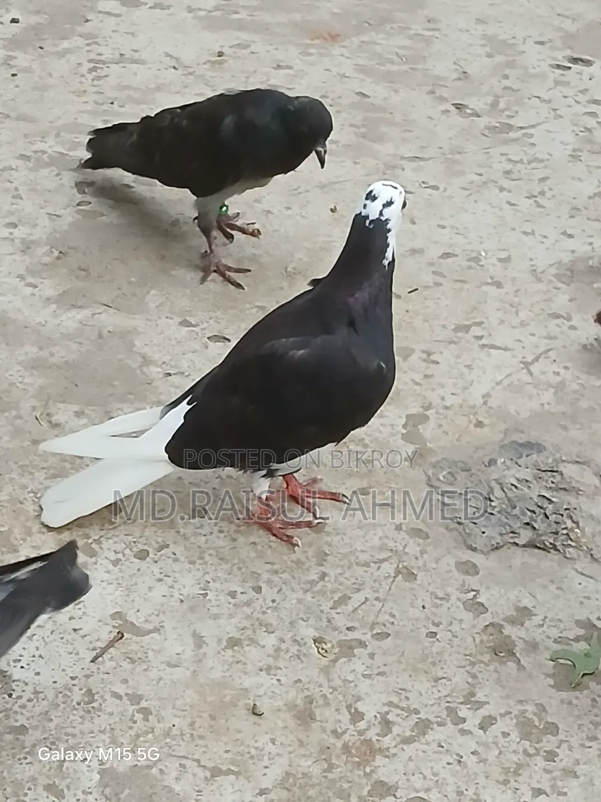 কিছু গিরিবাজ ও রেসার কবুতর বিক্র হবে