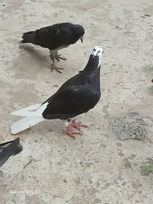 কিছু গিরিবাজ ও রেসার কবুতর বিক্র হবে