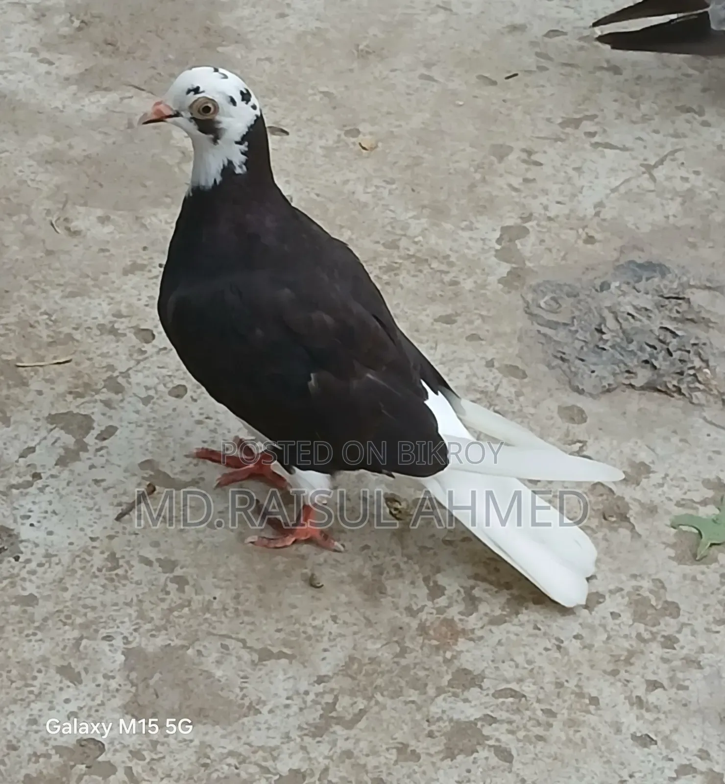 কিছু গিরিবাজ ও রেসার কবুতর বিক্র হবে